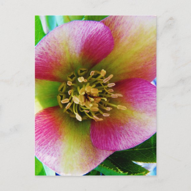 Pink Lenten Rose, Postcard (Front)