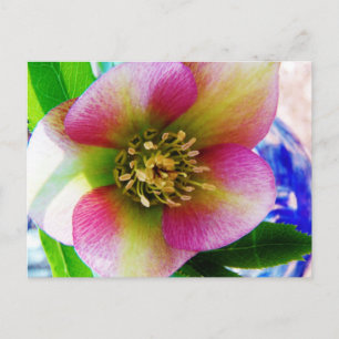 Pink Lenten Rose, Postcard