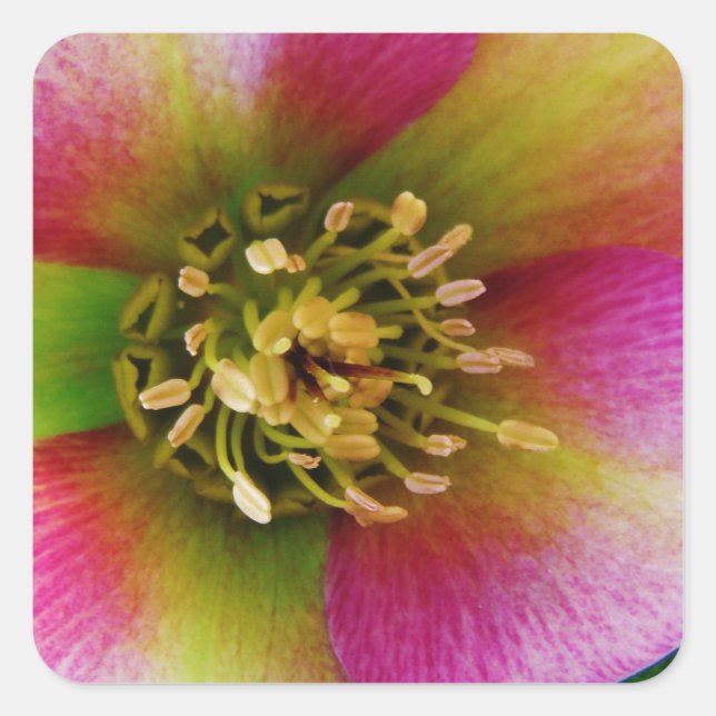 Pink Lenten Rose, Square Sticker (Front)