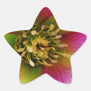 Pink Lenten Rose, Star Sticker