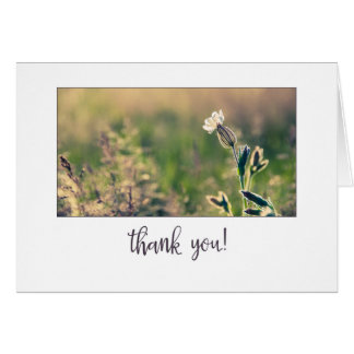 Pink Light Campion Wildflower Thank You