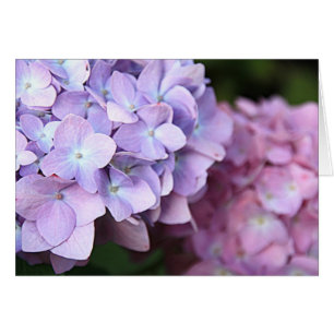 ©Pink & Light Purple Hydrangeas Bloom Blank