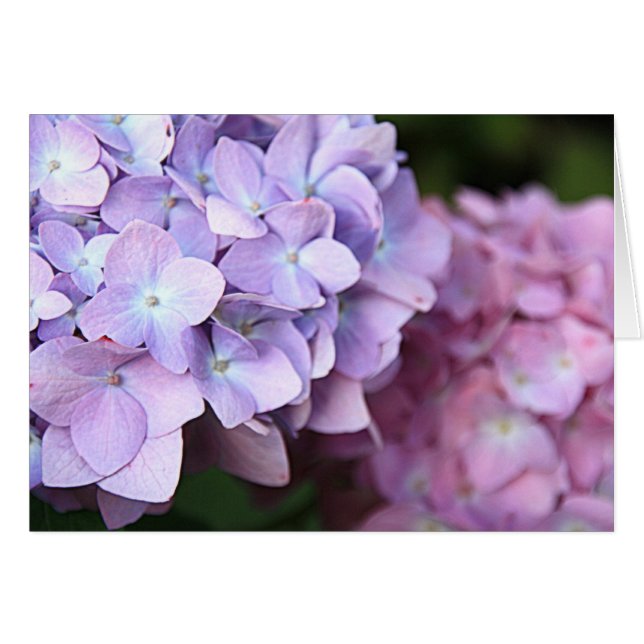 ©Pink & Light Purple Hydrangeas Bloom Blank (Front Horizontal)