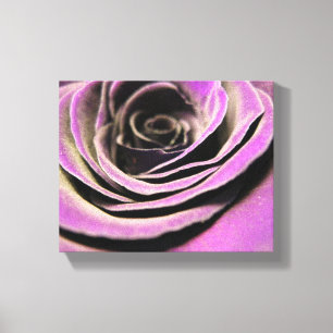 Pink Lilac Rose Canvas Print