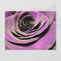 Pink Lilac Rose