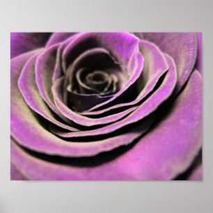 Pink Lilac Rose Poster