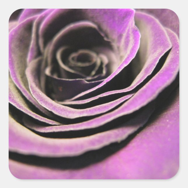 Pink Lilac Rose Square Sticker (Front)