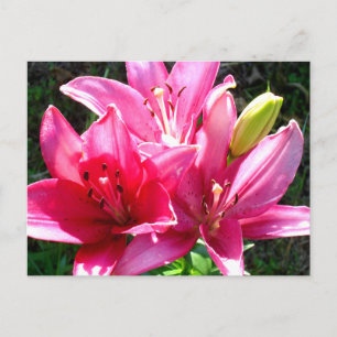 Pink Lilies in Bloom Postcard