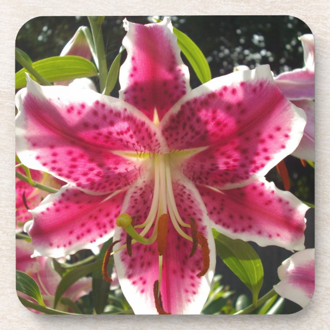 Pink lilies pink tropical flowers pink floral coaster (Front)