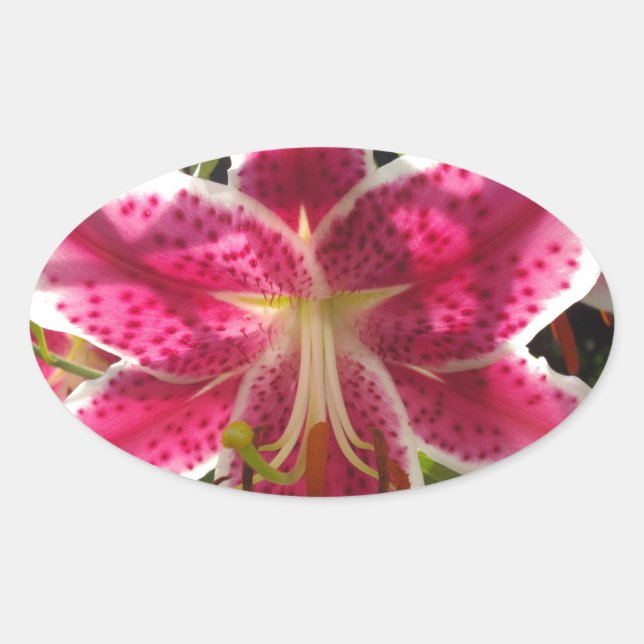 Pink lilies pink tropical flowers pink floral oval sticker (Front)