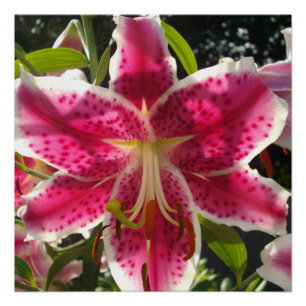 Pink lilies pink tropical flowers pink floral poster