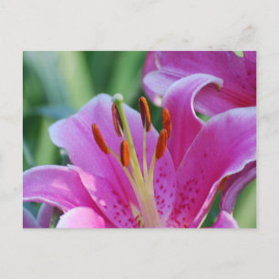 Pink Lilies Postcard