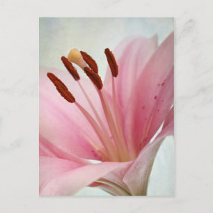 Pink Lilies Postcard