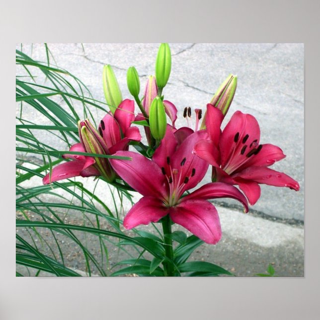 Pink Lilies Poster (Front)