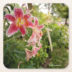 Pink Lillies Square Paper Coaster