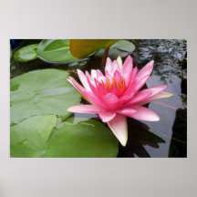 Pink Lilly In Pond
