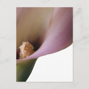 Pink Lilly Postcard