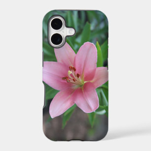 Pink Lily