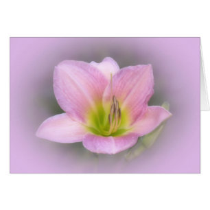 Pink Lily