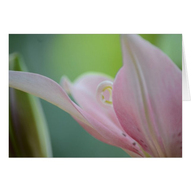 Pink Lily by Shirley Taylor (Front Horizontal)