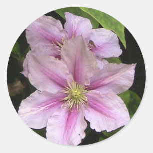 Pink Lily ( Clematis) Sticker