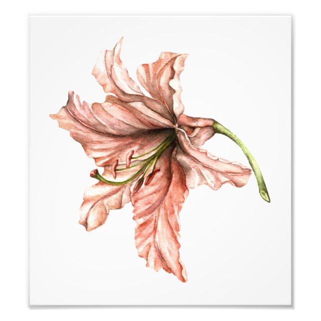 Pink Lily Flower Photo Print (Front)