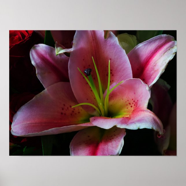 PINK LILY FLOWER POSTER (Front)