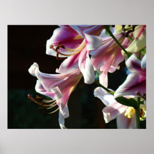 Pink Lily Flowers Garden Floral art prints Framed