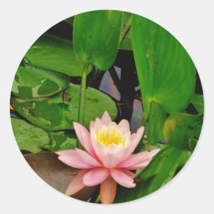 Pink lily lotus water lily flower classic round sticker