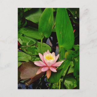 Pink lily lotus water lily flower postcard