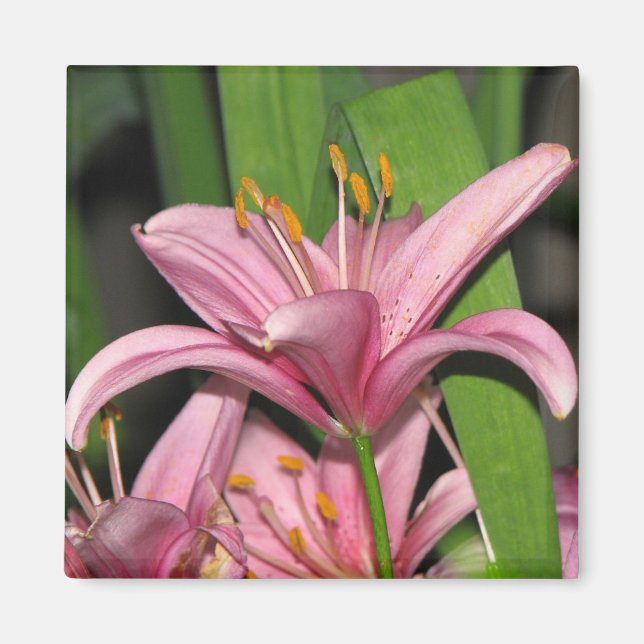 Pink Lily Magnet (Front)