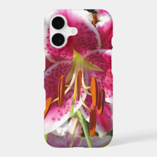Pink lily pink floral pink flower tropical flower