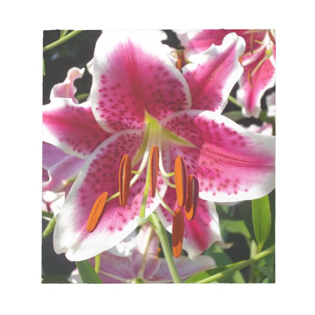 Pink lily pink floral pink flower tropical flower notepad (Front)