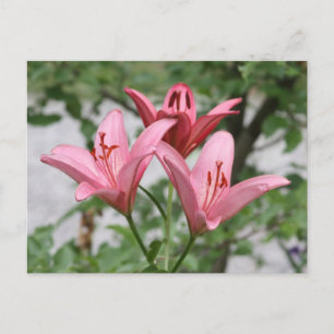 Pink Lily Postcard