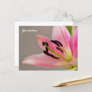 Pink Lily Postcard