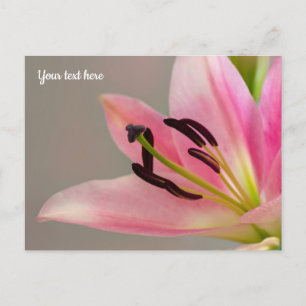 Pink Lily Postcard