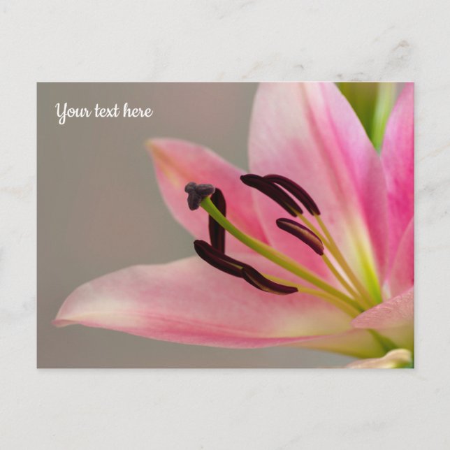 Pink Lily Postcard (Front)