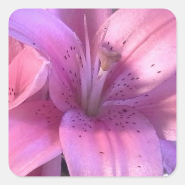 Pink Lily Sticker (Front)