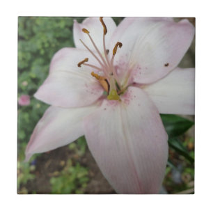 Pink Lily Tile