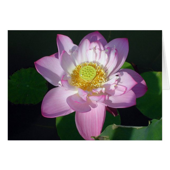 Pink Lotus (Front Horizontal)