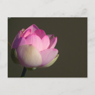 Pink Lotus Announcement Postcard