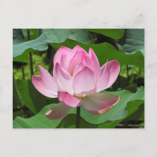 Pink Lotus Bloom Postcard