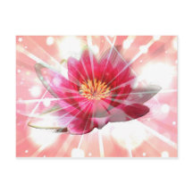 pink lotus blossom