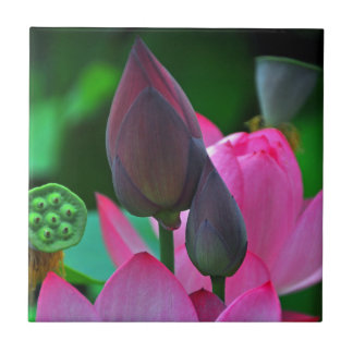 Pink Lotus Blossoms Ceramic Tile