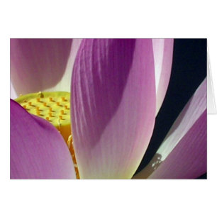 Pink Lotus Flower