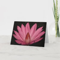 pink lotus flower