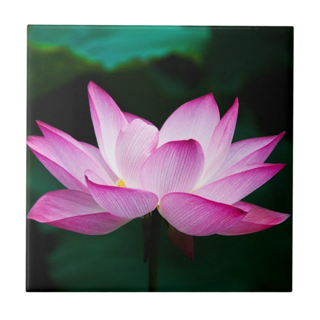 Pink Lotus Flower Ceramic Tile (Front)