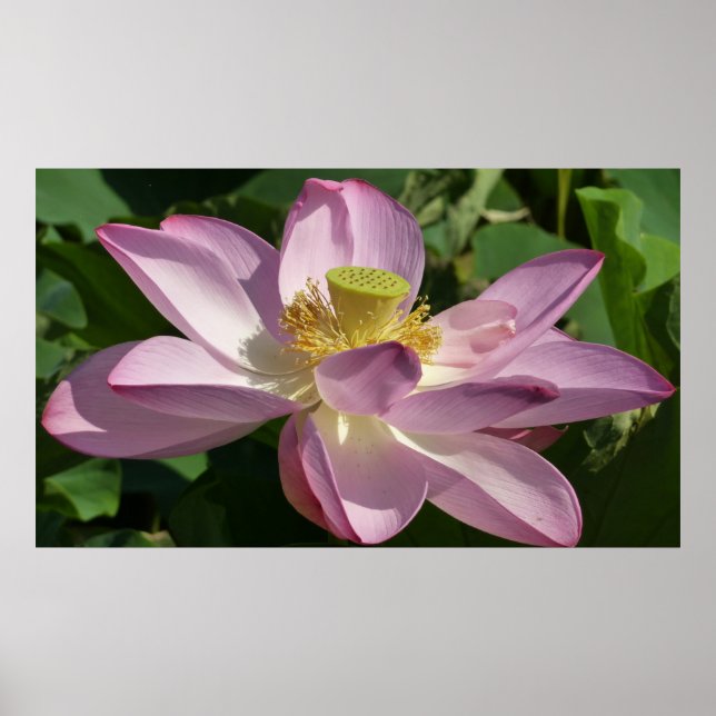 Pink Lotus Flower II Summer Floral Poster (Front)