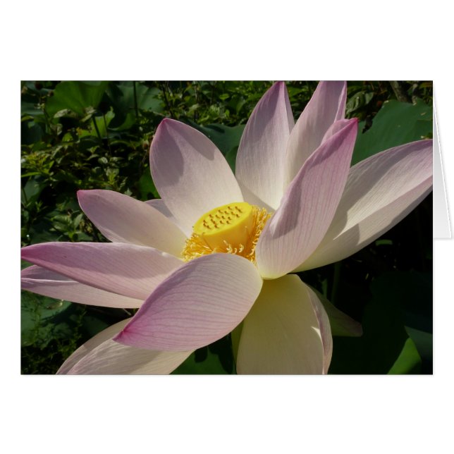 Pink Lotus Flower III Summer Floral (Front Horizontal)