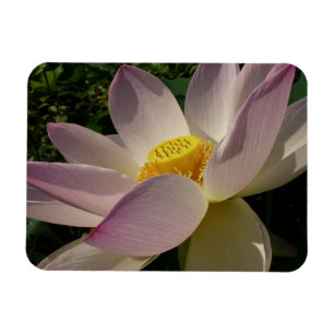 Pink Lotus Flower III Summer Floral Magnet
